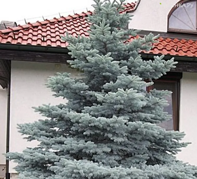 Ель колючая Мисти Блу