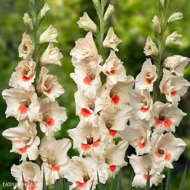 Гладиолус крупноцветковый Аякс 5шт.