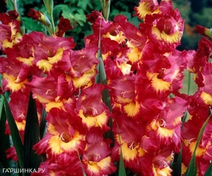 Гладиолус Фар Вест 5 шт.