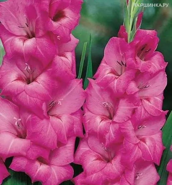 Гладиолус Фиделио крупноцветковый