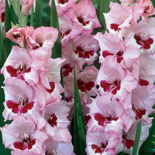 Гладиолус Вайн энд Роузес крупноцветковый