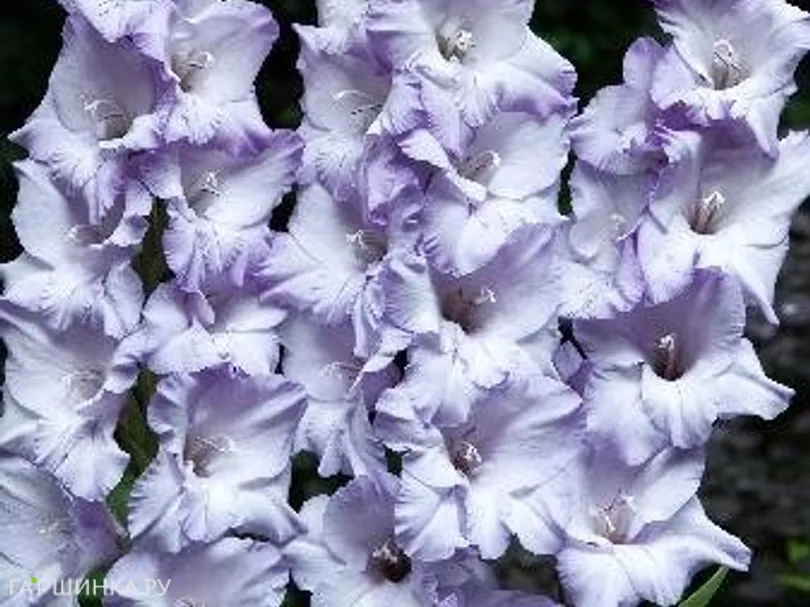 Гладиолус Свит Блу 5 шт.