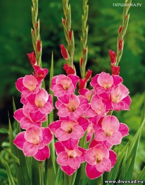 Гладиолус Сильвана 7 шт.