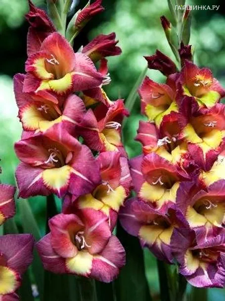 Гладиолус Брешиа