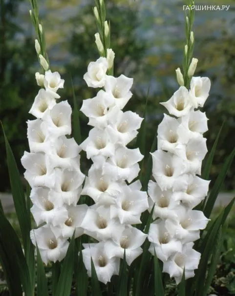 Гладиолус крупноцветковый Сансере 10шт.