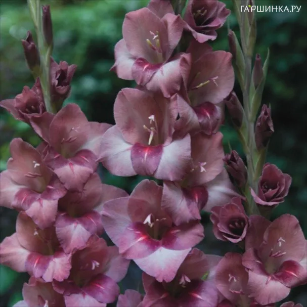 Гладиолус Торино 5 шт.