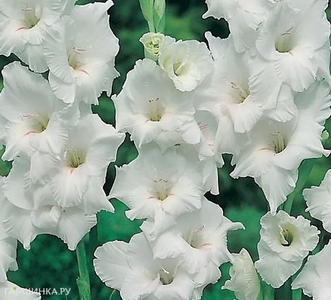 Гладиолус крупноцветковый Уайт Френдшип 7шт.