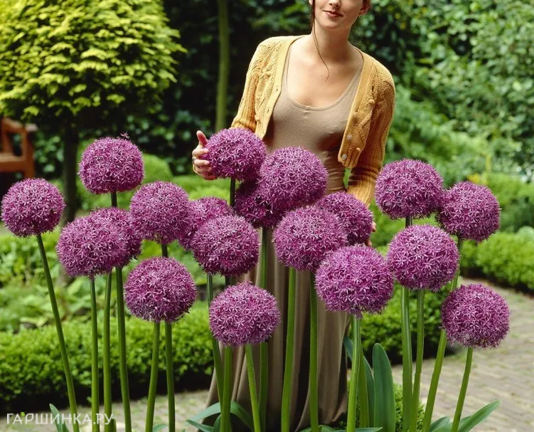 Лук декоративный Глоубмастер