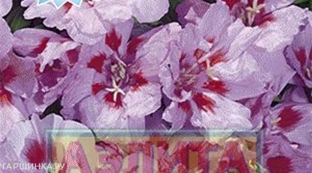 Годеция Малиновый джем, махровая ц/п