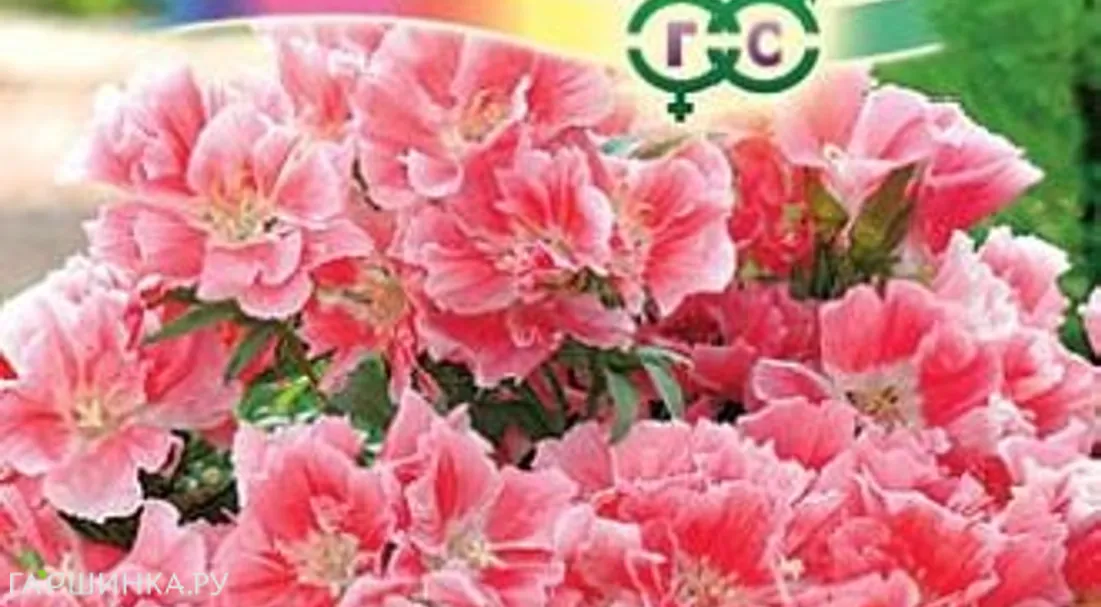 Годеция Шервуд махровая* 0,1 г