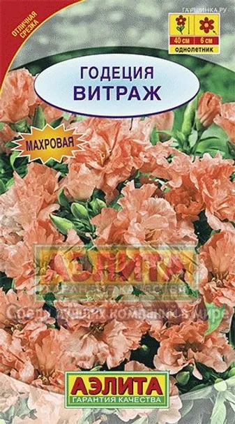 Годеция Витраж крупноцветковая