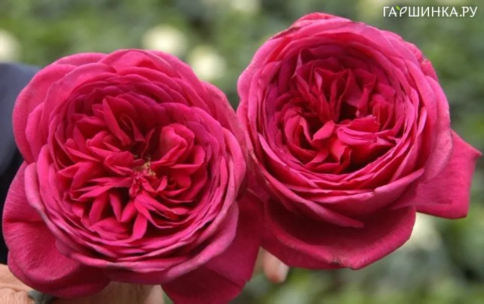 Роза Гёте Роуз чайно-гибридная Imperial Rose