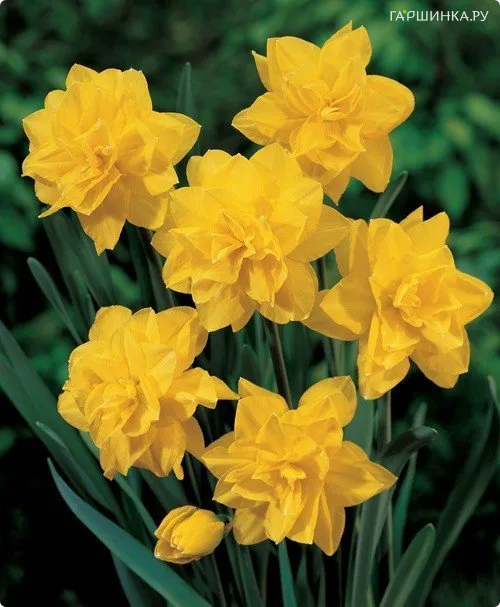 Нарцисс Голден Дукат махровый 5шт