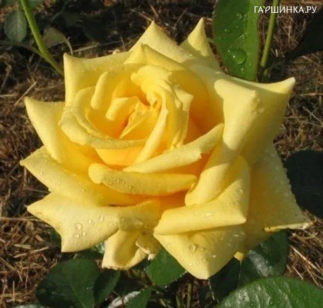Роза Голден Медальон чайно-гибридная, Imperial Rose