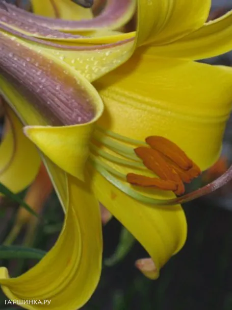 Лилия Голден Сплендор трубчатая желтая