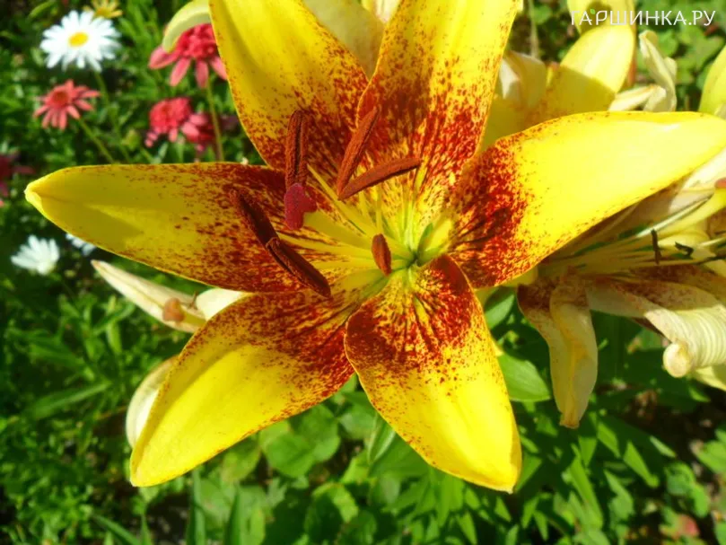 Лилия Голден Стоун азиатская /2шт