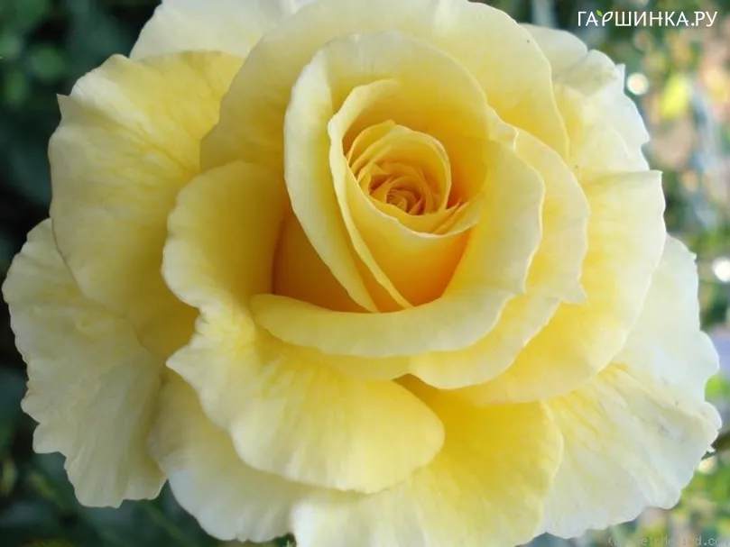 Роза Голдстар флорибунда, Imperial Rose