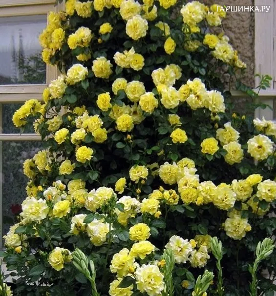 Роза Голдкрест плетистая, Imperial Rose
