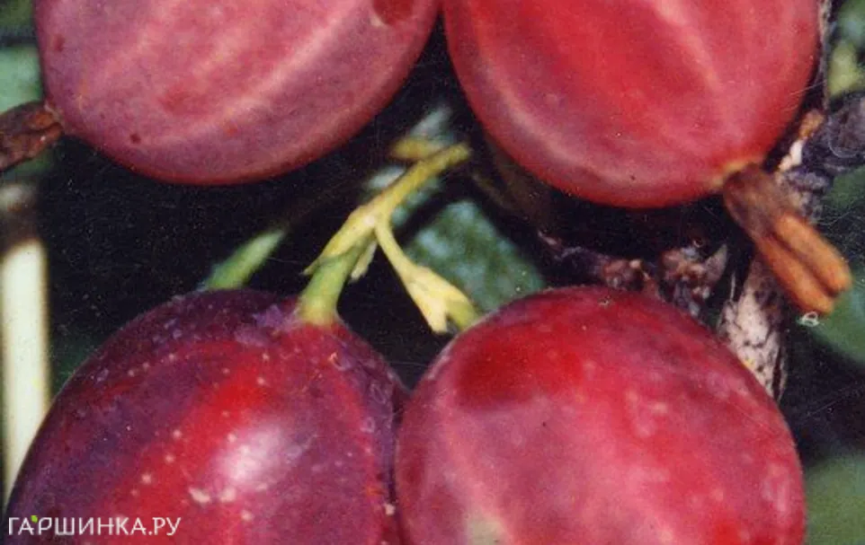 Крыжовник Русский