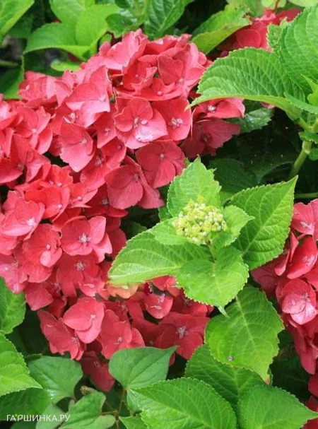 Гортензия Хот Ред крупнолистная (макрофила)