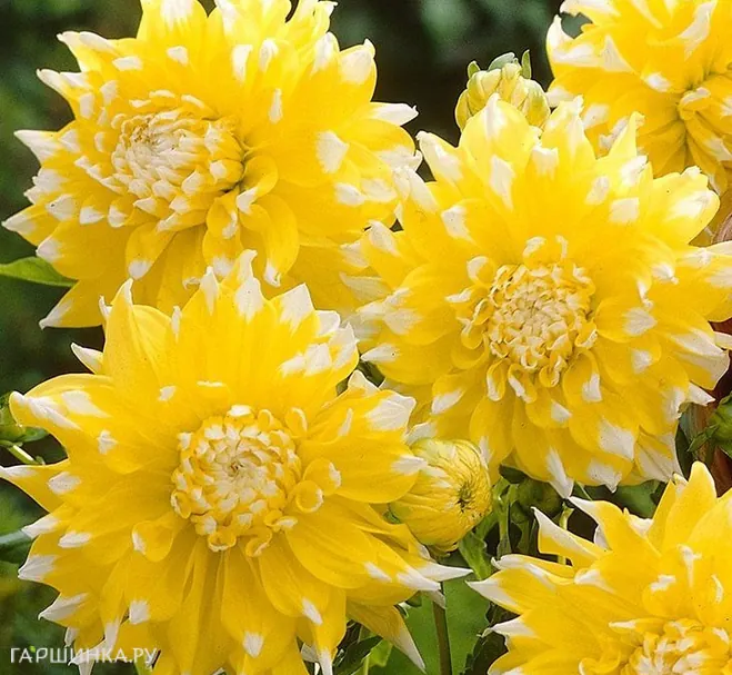 Георгина Гранд При (МАКСИ) декоративная