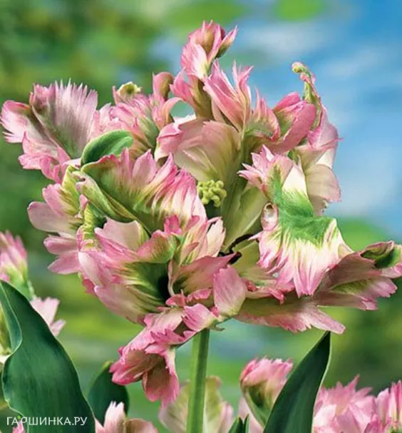 Тюльпан Грин Вейв попугайный 3шт