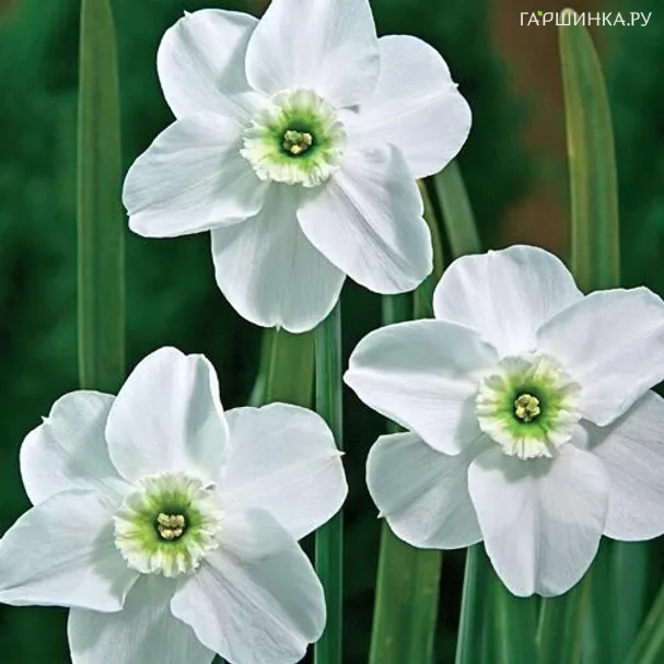 Нарцисс Грин Айд Лейди мелкокорончатый 5шт