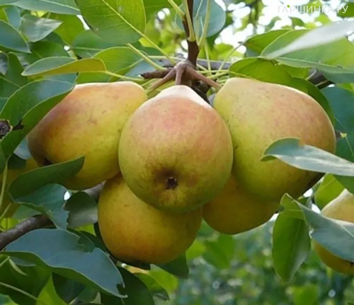 Груша Память Жегалова