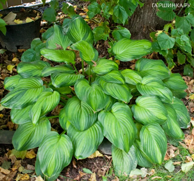 Хоста Гуакамоле (ML)