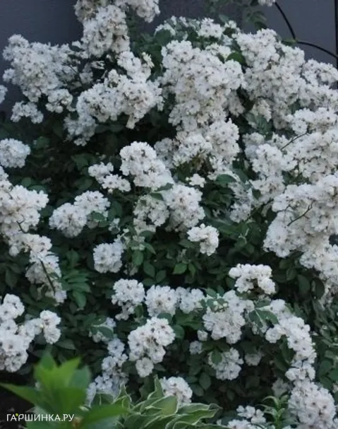 Роза Гирлянд де Амур мускусная, Ленс (лиц)