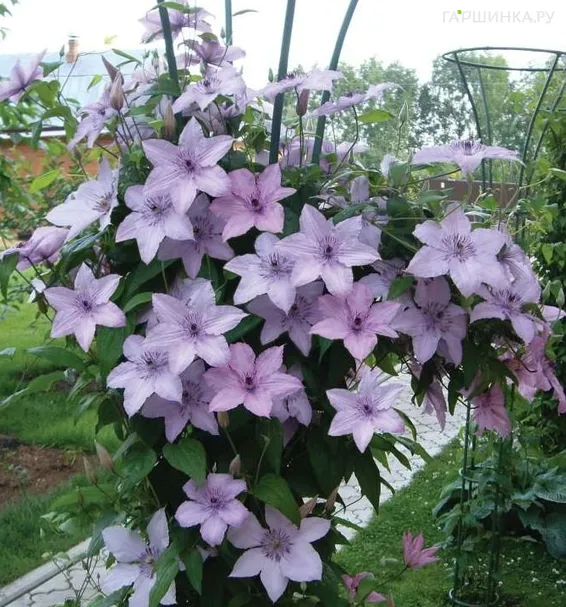 Клематис Хегли Хайбрид крупноцветковый (3)