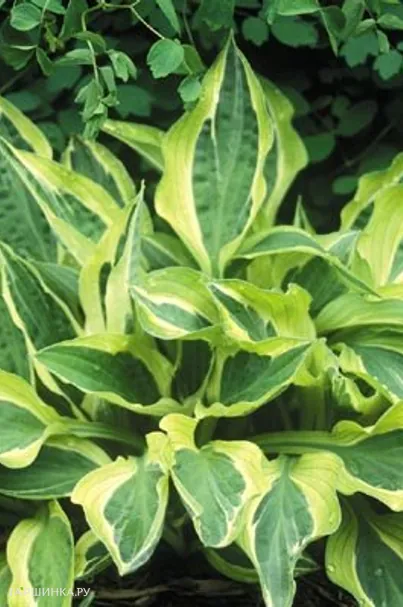 Хоста Ханки Панки (M)