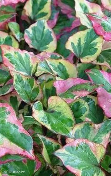 Хауттюйния сердцевидная Хамелеон