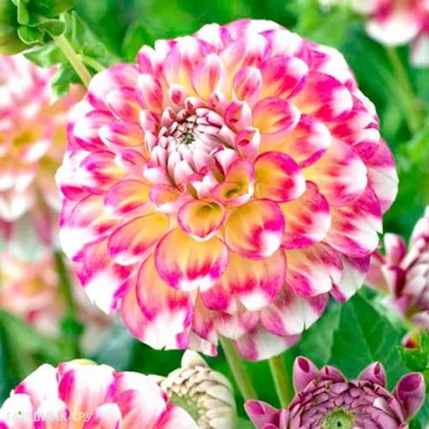 Георгина Гаваи шаровидная