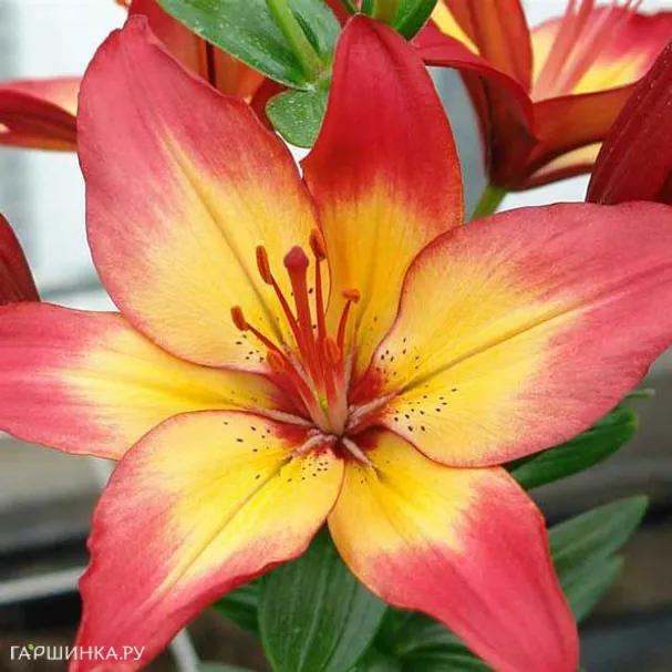 Лилия Хартстрингс азиатская / 2шт