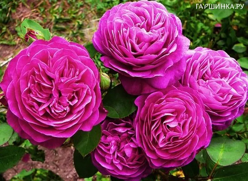 Роза Дамсон флорибунда, Imperial Rose