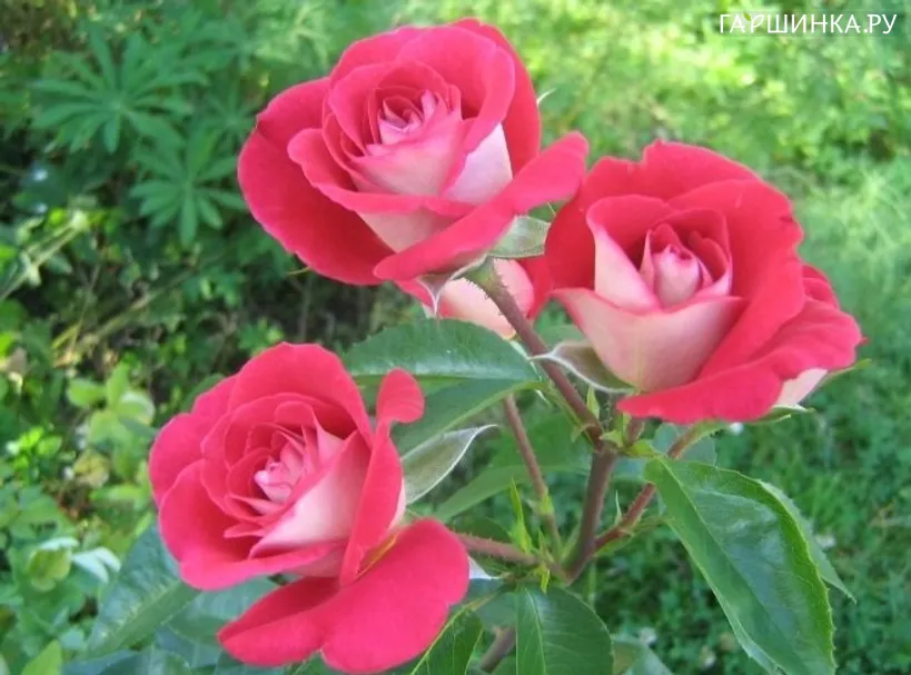 Роза Персис флорибунда, Империал Роуз Imperial Rose