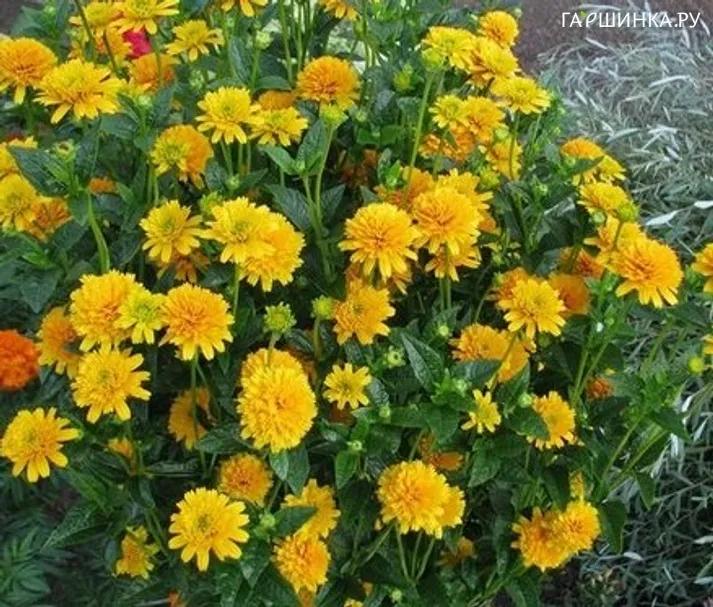 Гелиопсис (солнечник) Асахи