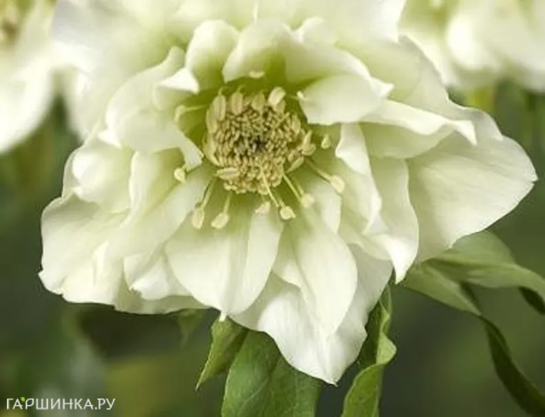 Морозник махровый Эллен Вайт