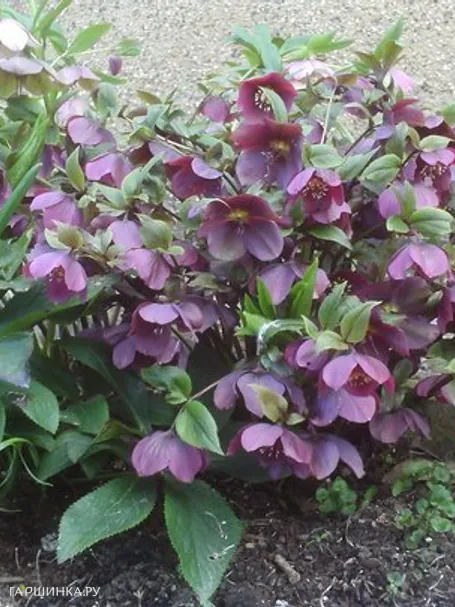 Морозник Or. Black Beauty