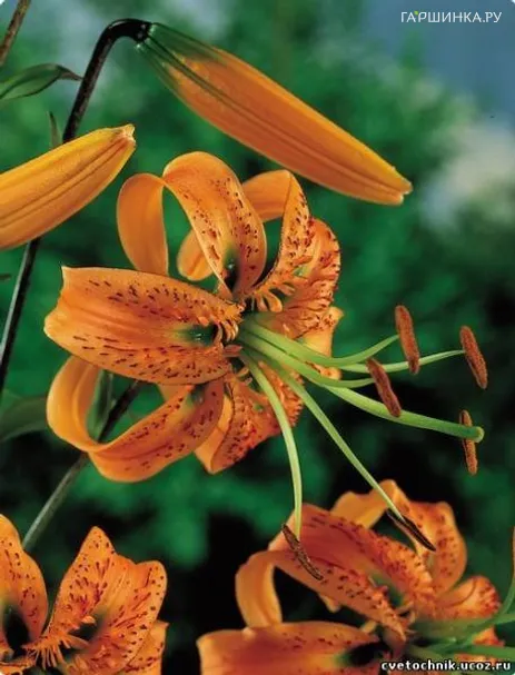 Лилия Генри видовая