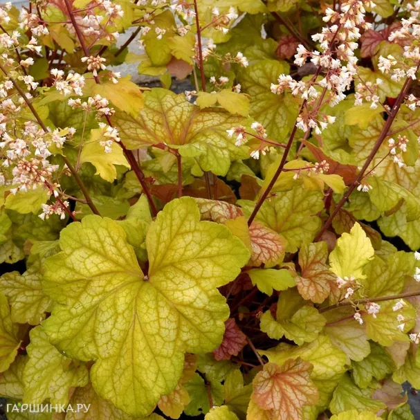 Гейхера Шампань