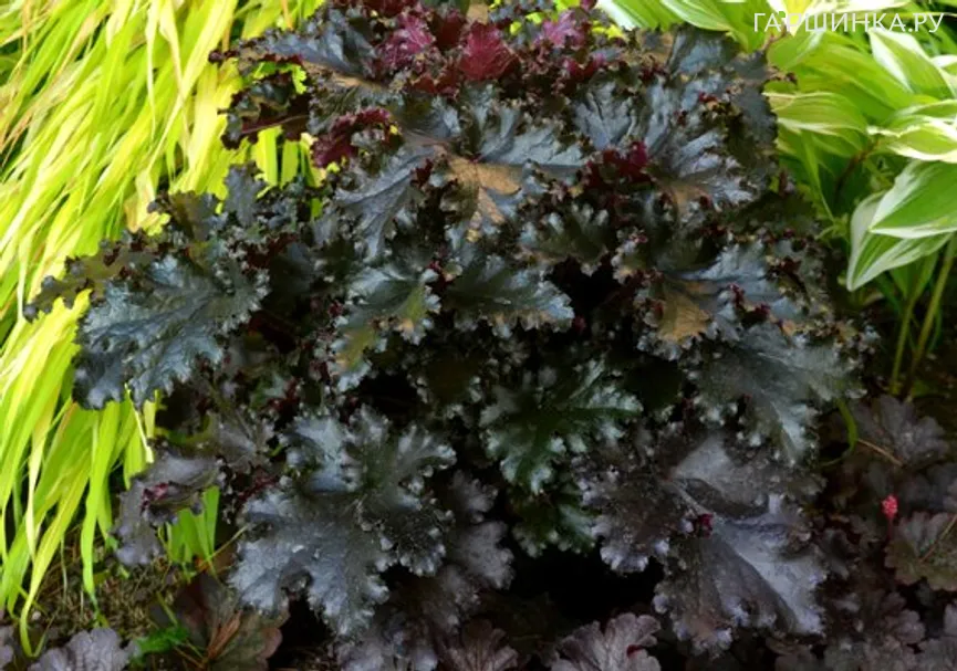 Гейхера Блэк Таффета