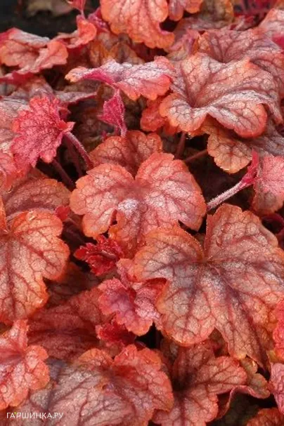 Гейхерелла Купер каскад