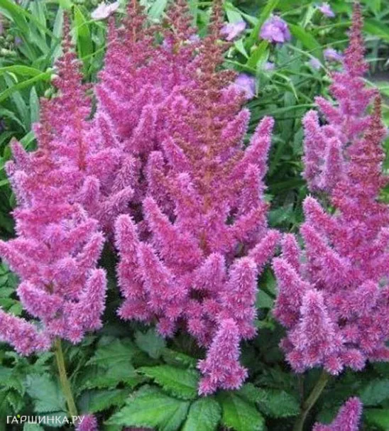 Астильба китайская Литл Вижн ин Пинк