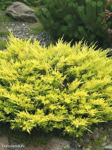 Можжевельник горизонтальный Лаймглоу