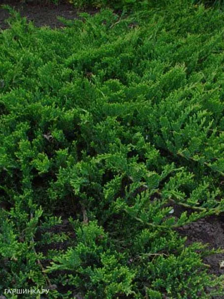 Можжевельник Принц Уэльский (Принс оф Уэльс) горизонтальный