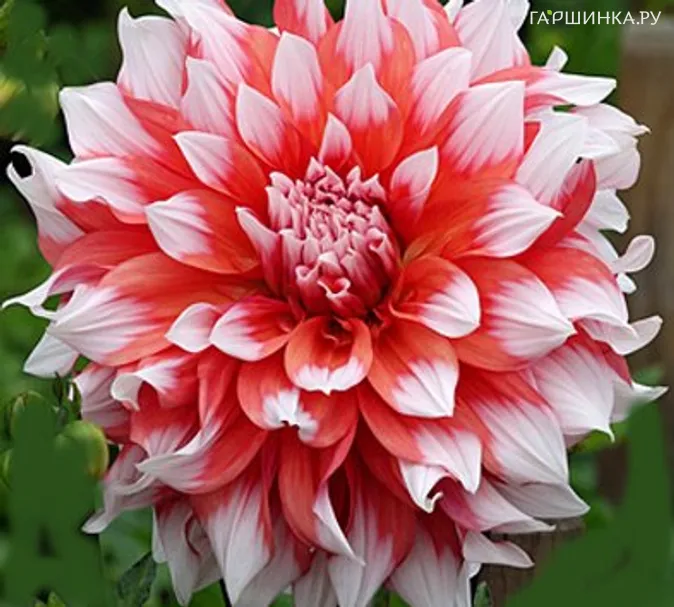 Георгина Холланд Фестиваль (МАКСИ) декоративная