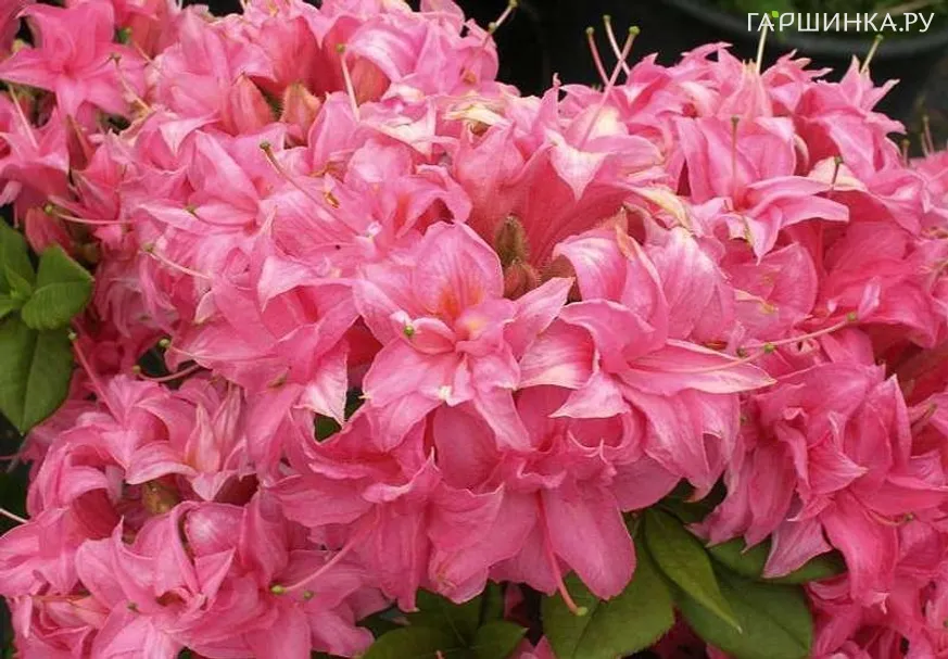 Рододендрон (Азалия) Хоумбуш