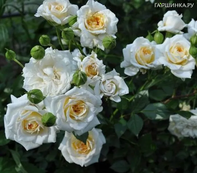 Роза Джейн миниатюрная, Imperial Rose